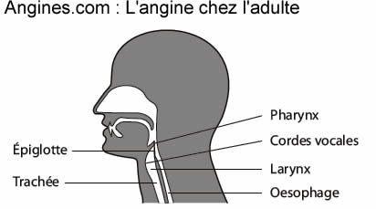 Angines : Angine chez l'adulte